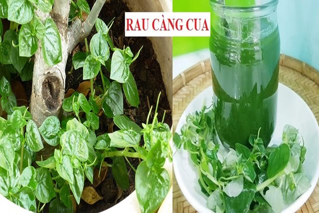Loại rau mọc dại hóa ra là 'vị thuốc' quý cho sức khỏe